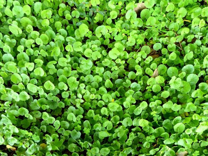 How Do You Grow Microgreens at Home for Beginners